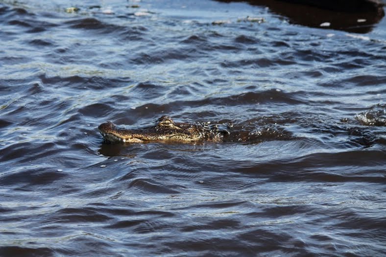 alligator in water FL