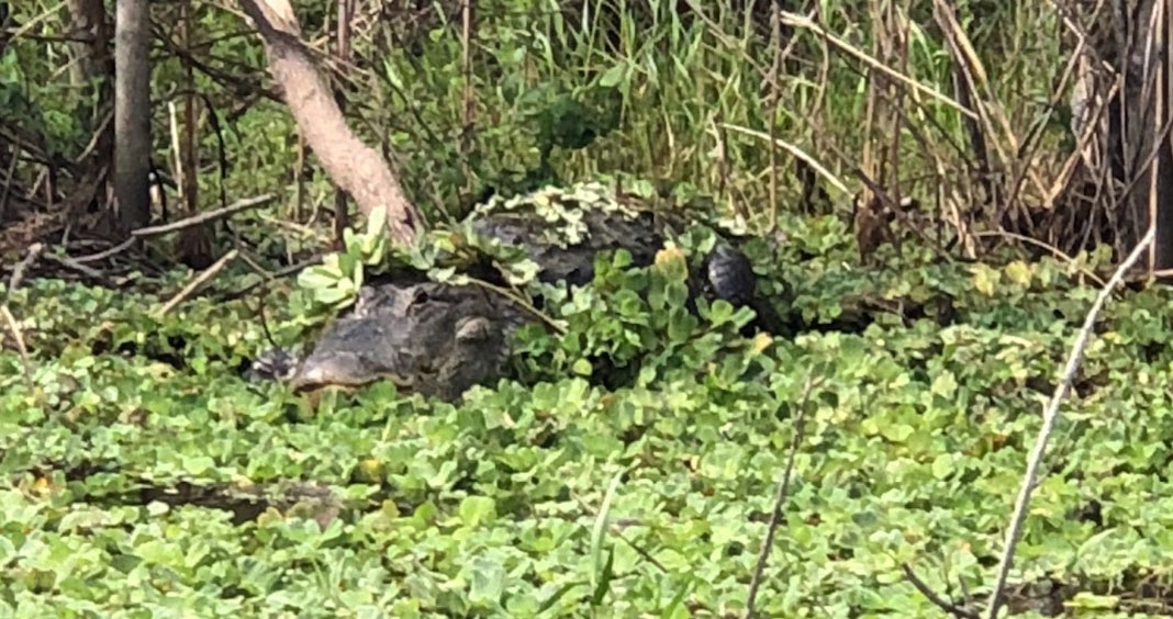 alligator in marsh FL