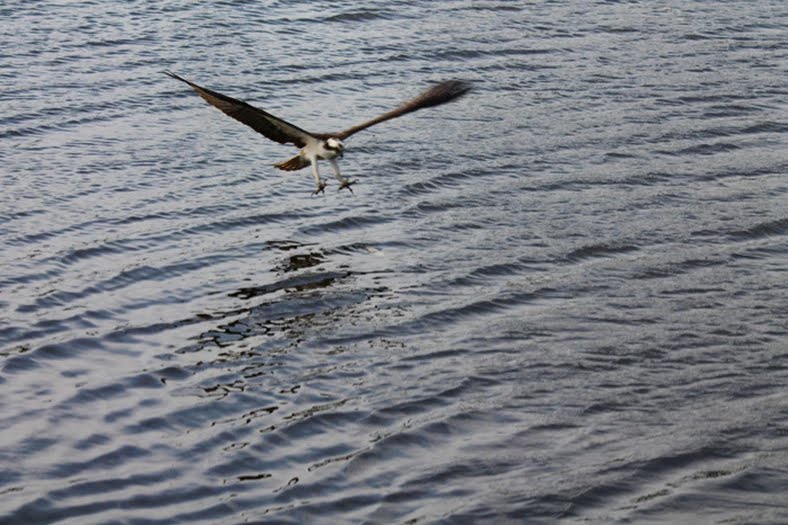 osprey hunting water